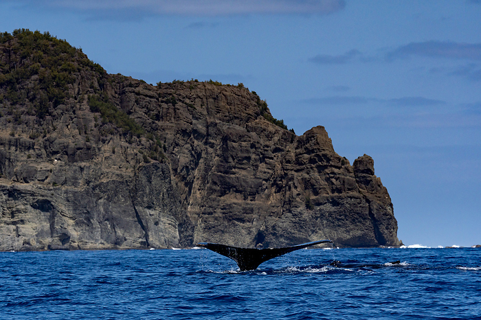 Humpback whale parent and child Ogasawara