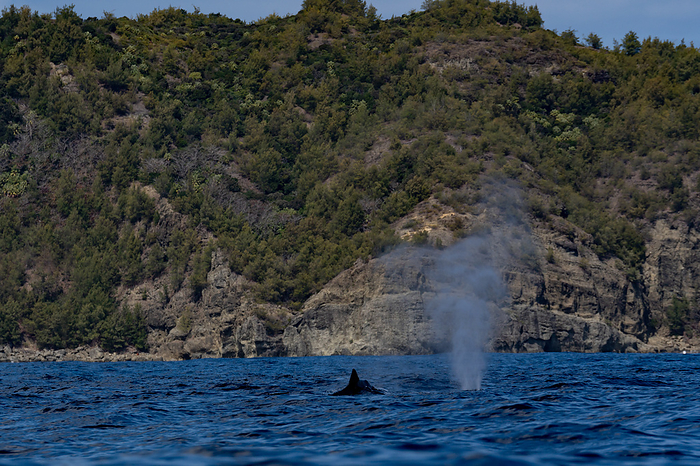 Humpback Whale Ogasawara