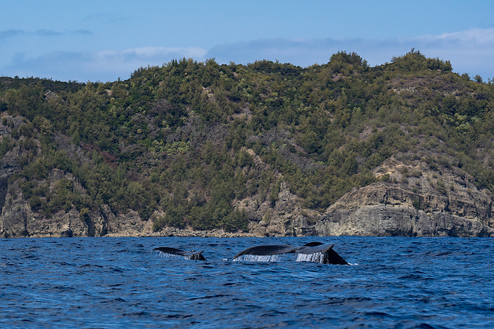 Humpback whale parent and child Ogasawara