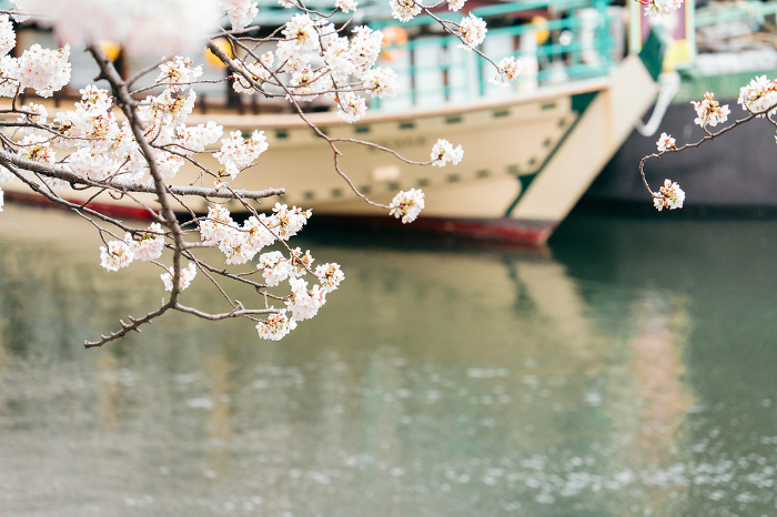 Cherry blossoms and houseboat