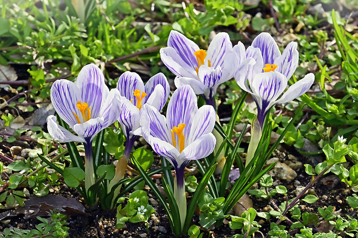 Crocus Kyoto shi, Kyoto The crocus flower is a gorgeous flower reminiscent of the goddess Flora.