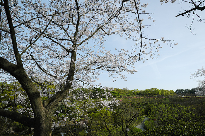 Yoshino Park with cherry blossoms