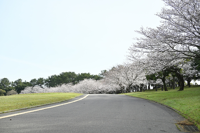 Yoshino Park with cherry blossoms in full bloom