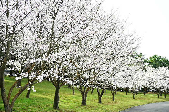 Cherry blossoms blooming alongside the road