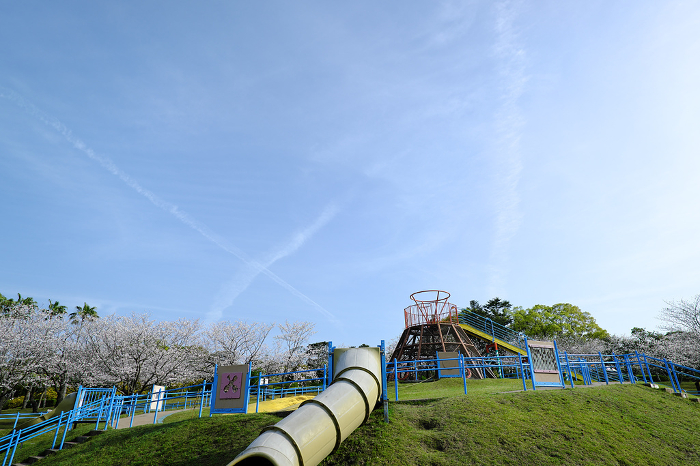 View of cherry blossoms and Yoshino Park