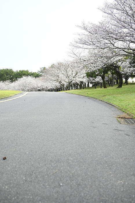 Scenery of the park at the peak of cherry blossom season