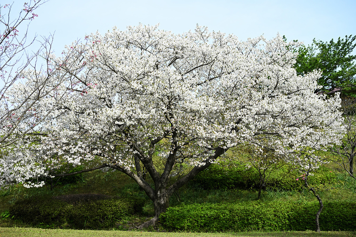 Beautiful spring Oshima cherry blossoms