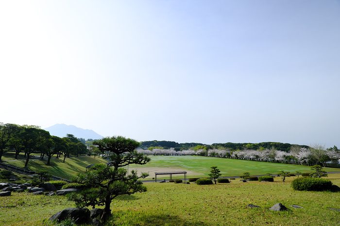 Yoshino Park in spring with a view of Sakurajima