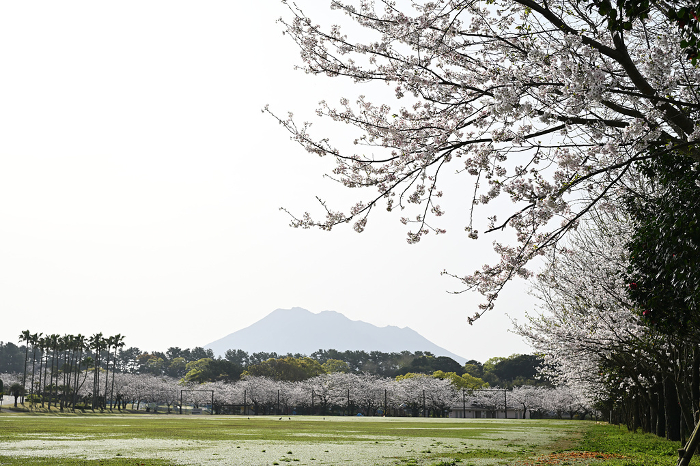 Cherry trees and Yoshino Park