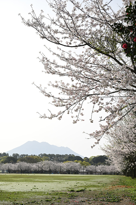 Park scenery in spring lined with cherry blossoms