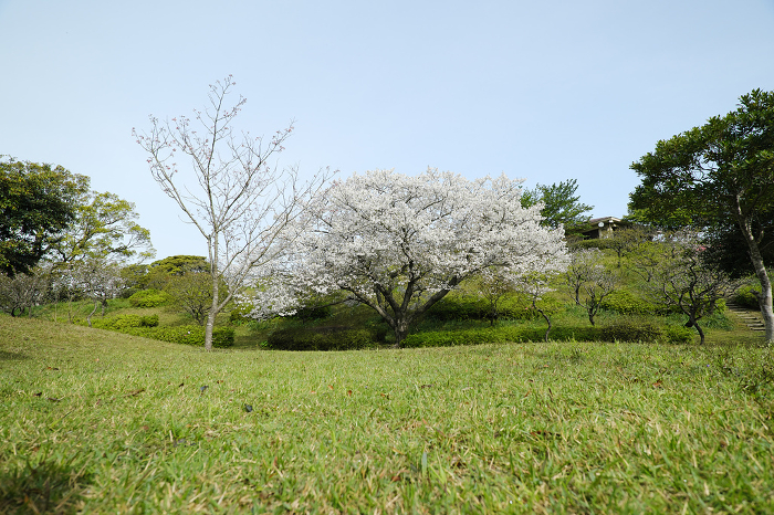 Beautiful Oshima cherry blossoms in full bloom