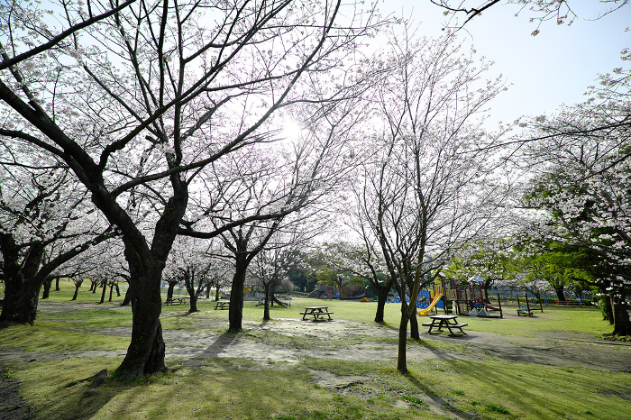 Park playground equipment and spring cherry blossoms