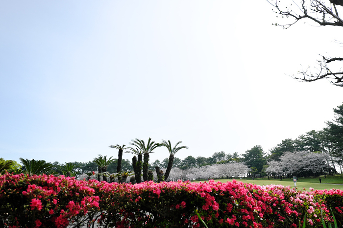 Yoshino Park and Spring Season