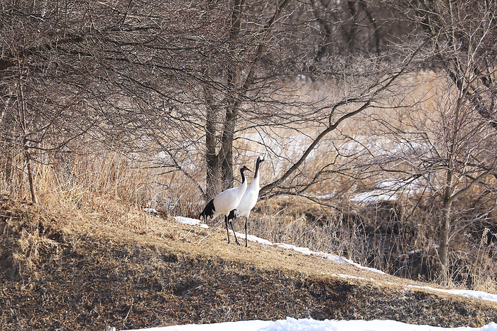 Red-crowned cranes in spring in Hokkaido