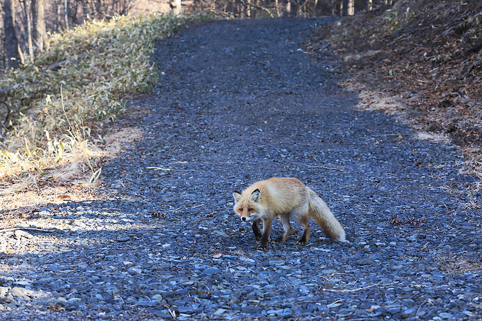 Hokkaido: The Northern Land and the Fox