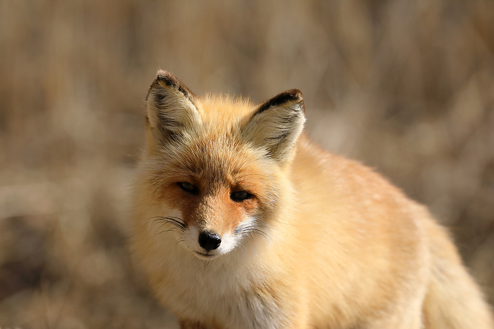 Hokkaido: The Northern Land and the Fox