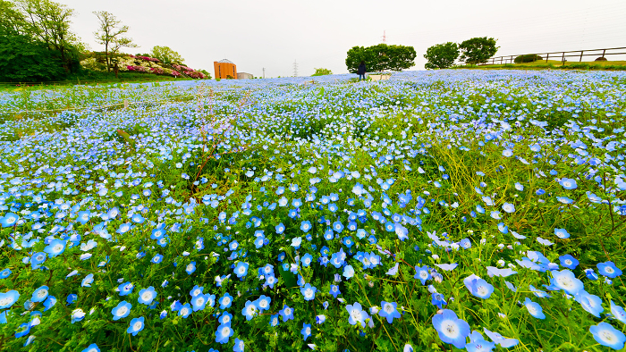 Nemophila flower field at Aichi Ranch