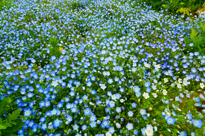 Nemophila flower field at Aichi Ranch