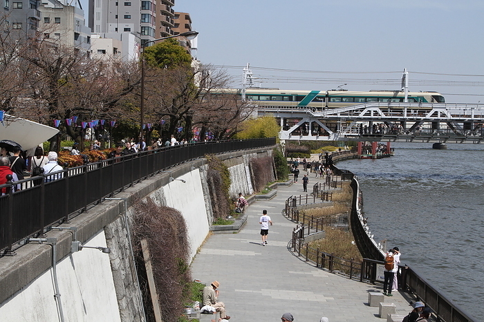 Sumida Park cherry blossoms not in bloom