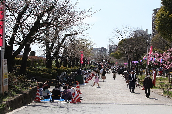 Sumida Park cherry blossoms not in bloom