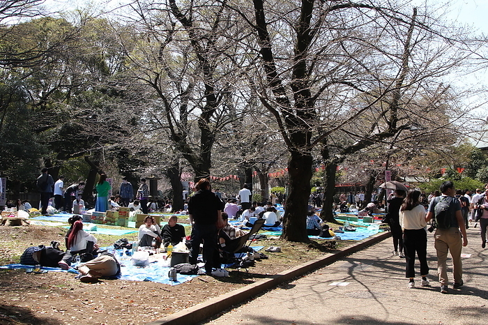 Ueno Park cherry blossoms not in bloom