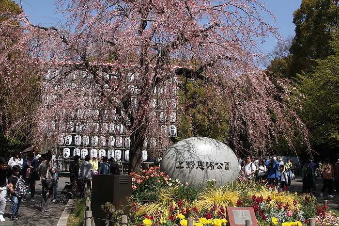 Ueno Park cherry blossoms not in bloom