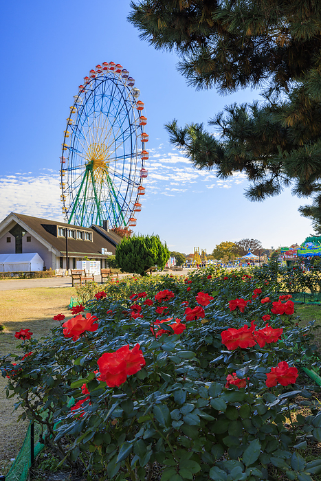 National Hitachi Seaside Park, Hitachi Rose Garden, Hitachinaka, Ibaraki, Japan