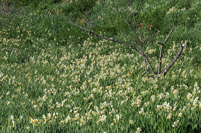 Narcissus blooming in Okuzure Suisenkyo Kyonan-cho, Chiba Prefecture