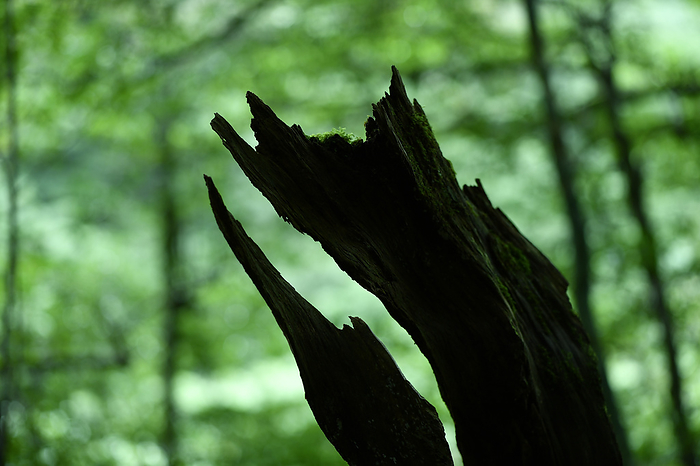 Decayed tree Yakushima, Kagoshima, Japan Taken at Shiratani Unsui Gorge, Yakushima, a World Natural Heritage site.
