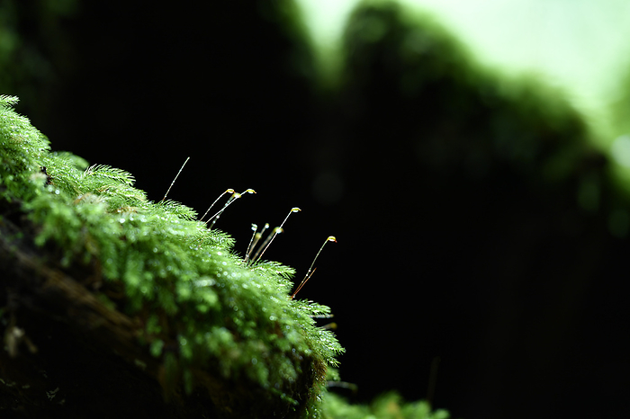 Moss growing on a stump Yakushima Island, Kagoshima Prefecture Taken at Shiratani Unsui Gorge, Yakushima, a World Natural Heritage site.