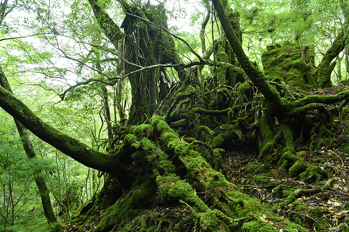 Moss on rotting trees Yakushima Island, Kagoshima Prefecture Taken at Shiratani Unsui Gorge, Yakushima, a World Natural Heritage site.