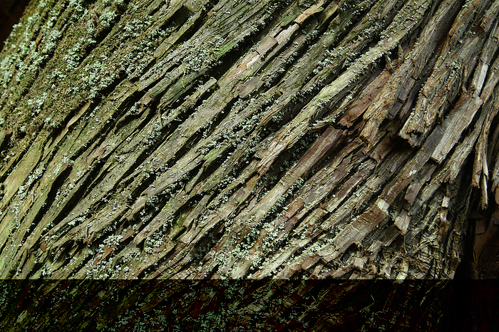 Bark of Nidai osugi cedar, Yakushima, Kagoshima, Japan Taken at Shiratani Unsui Gorge, Yakushima, a World Natural Heritage site.