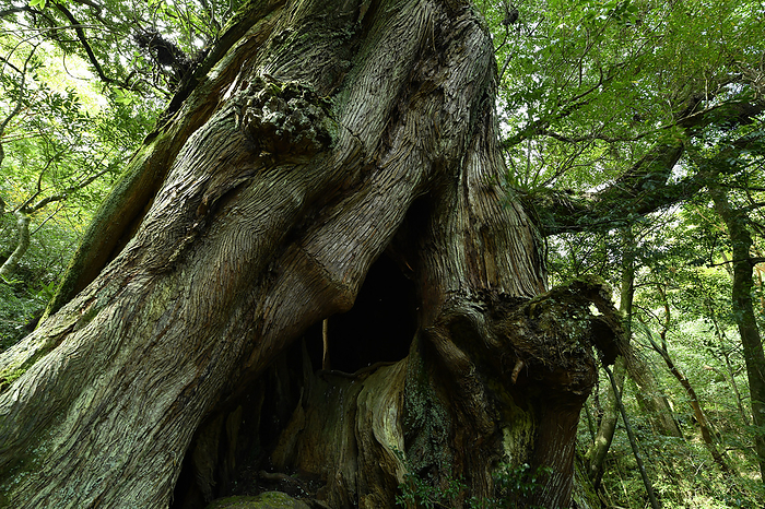 Nidai osugi, Yakushima, Kagoshima, Japan Taken at Shiratani Unsui Gorge, Yakushima, a World Natural Heritage site.