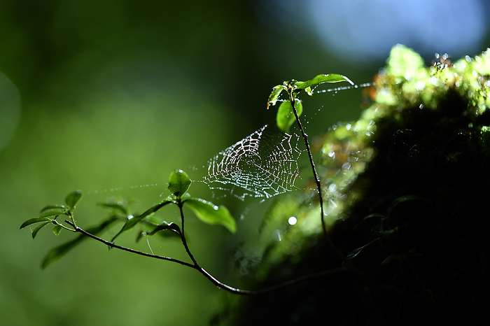 Spider threads shining in the morning sun Yakushima Island, Kagoshima Prefecture Taken at Shiratani Unsui Gorge, Yakushima, a World Natural Heritage site.
