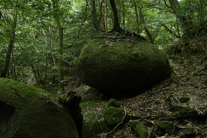 Gigantic Stone Yakushima Island, Kagoshima Prefecture Taken at Shiratani Unsui Gorge, Yakushima, a World Natural Heritage site.