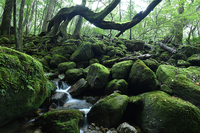 Mountain magma and mountain stream Yakushima Island, Kagoshima Prefecture Taken at Shiratani Unsui Gorge, Yakushima, a World Natural Heritage site.