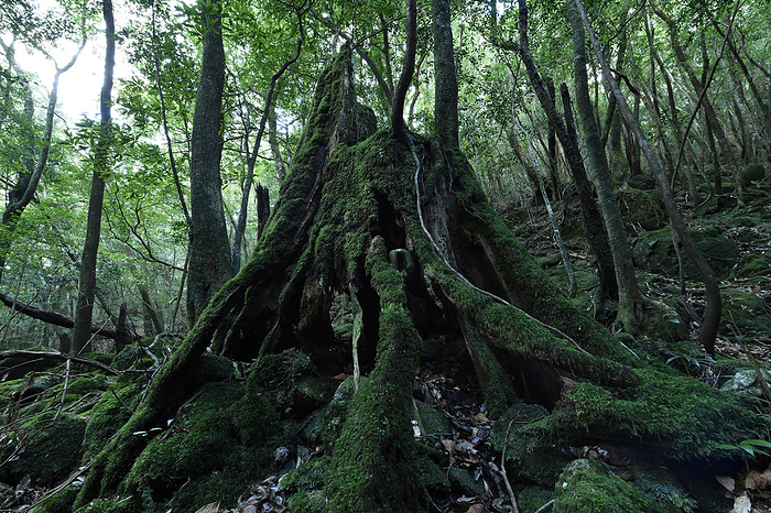 Stump of Yakusugi cedar, Yakushima, Kagoshima, Japan Taken at Shiratani Unsui Gorge, Yakushima, a World Natural Heritage site.