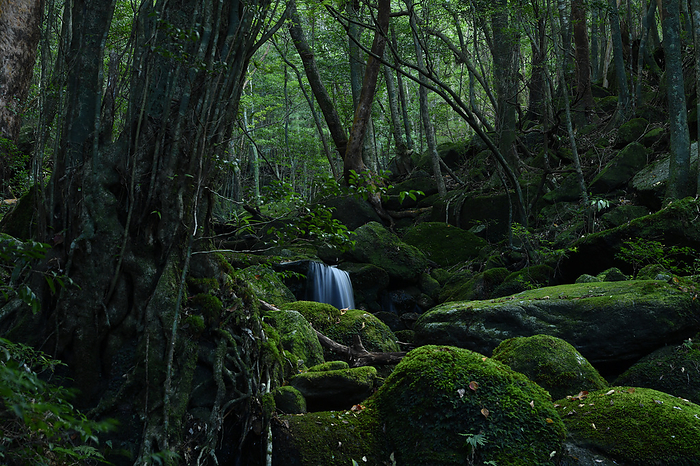 Streams and Forests Kagoshima Yakushima Taken at Shiratani Unsui Gorge, Yakushima, a World Natural Heritage site.