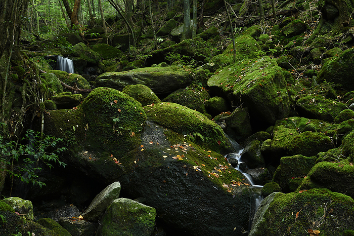 Mountain stream and autumn forest Yakushima, Kagoshima Taken at Shiratani Unsui Gorge, Yakushima, a World Natural Heritage site.