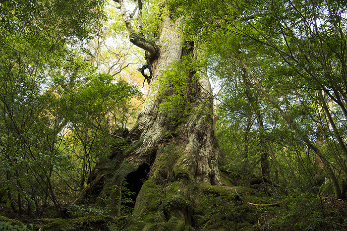 Daio cedar Yakushima, Kagoshima, Japan Filmed on Yakushima Island, a World Natural Heritage site.