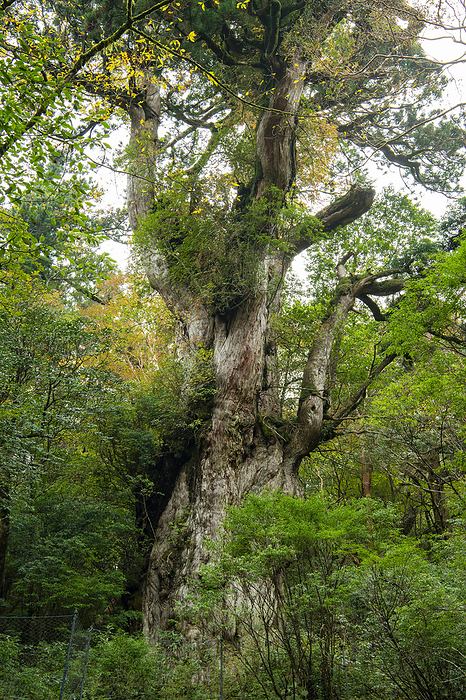 Jomon Cedar Yakushima, Kagoshima Prefecture Filmed on Yakushima Island, a World Natural Heritage site.
