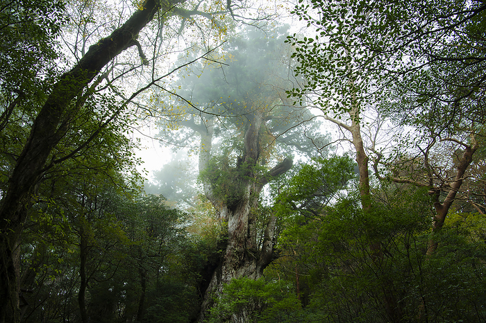 Jomon Cedars in the Mist Yakushima Island, Kagoshima Prefecture Filmed on Yakushima Island, a World Natural Heritage site.