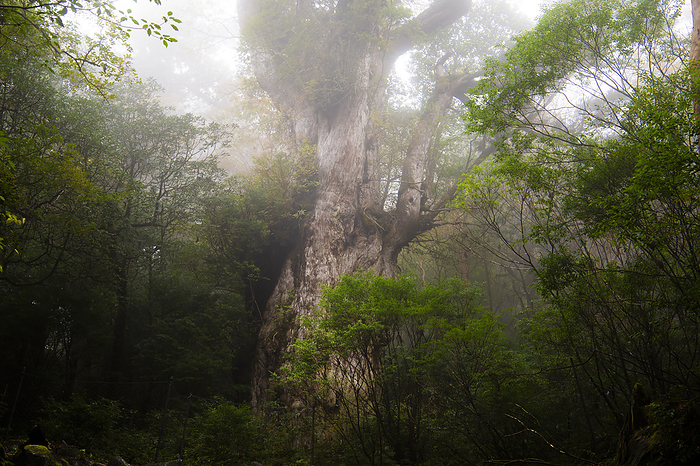 Jomon Cedars in the Mist Yakushima Island, Kagoshima Prefecture Filmed on Yakushima Island, a World Natural Heritage site.