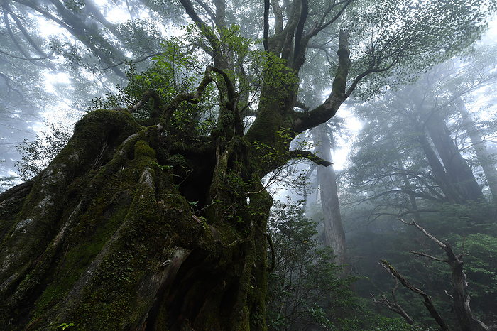 A Japanese spindle tree growing on a stump Yakushima Island, Kagoshima Prefecture, Japan Filmed on Yakushima Island, a World Natural Heritage site.