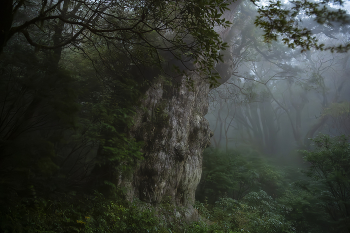 Jomon Cedars in the moonlight Yakushima Island, Kagoshima Prefecture Filmed on Yakushima Island, a World Natural Heritage site.