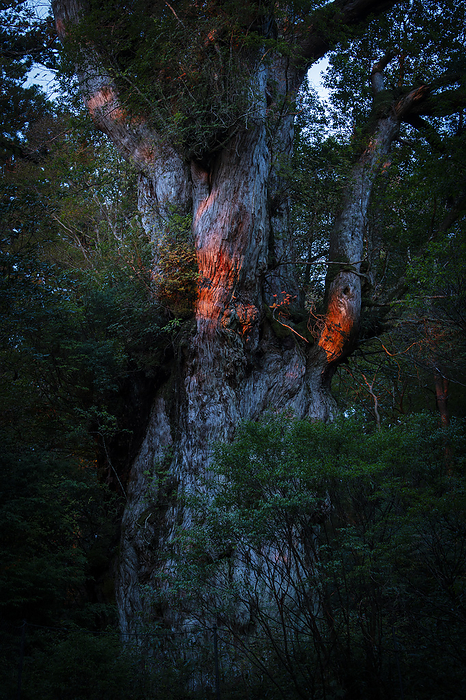 Jomon Cedars shining in the morning sun Yakushima Island, Kagoshima Prefecture Filmed on Yakushima Island, a World Natural Heritage site.