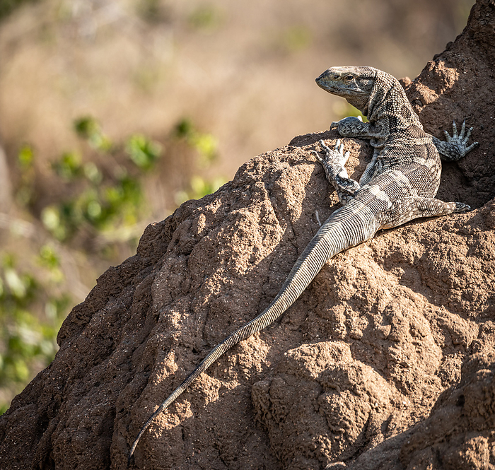 Lizard sitting on a mound Lizard sitting on a mound, by Zoonar Christoph Sch