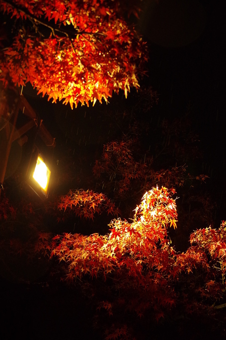 Autumn leaves on a rainy day illuminated by street lamps