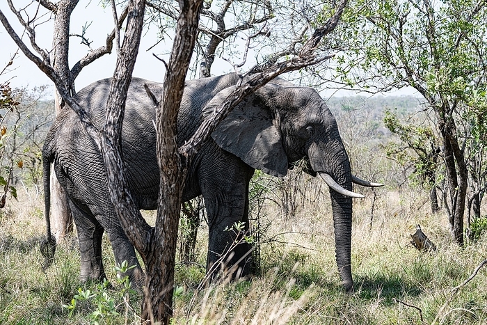 African Elephant  Loxodonta Africana  African Elephant  Loxodonta Africana , by Zoonar Christoph Sch