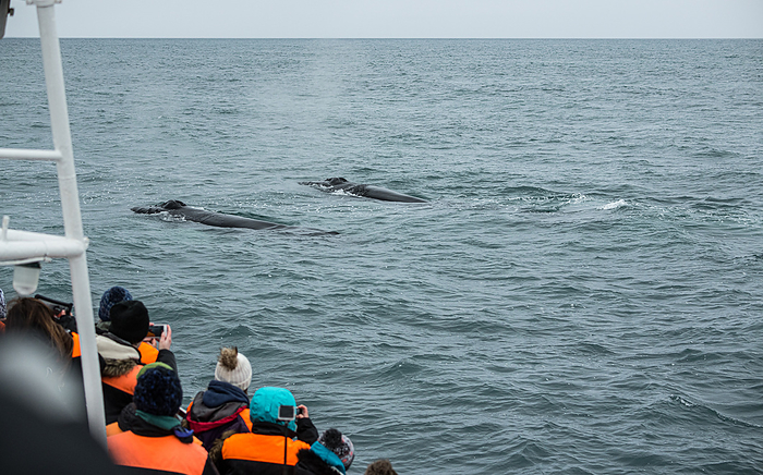Whale Watching in Husavik, northern Iceland Whale Watching in Husavik, northern Iceland, by Zoonar Christoph Sch